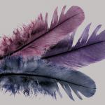 More information about "HEART - Hagraven Feathers - colour version"