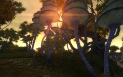 Mushroom Sunset.jpg