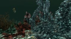 Corals2.jpg
