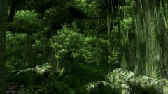 Valenwood_Deep_Forest_.jpg