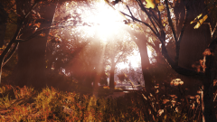 InTheWoods